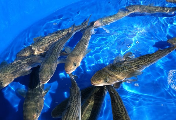 Neylan-Sea-Grant-Proposal-Sablefish_creditNOAA (1)