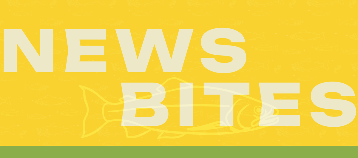 SAAQ_HubspotTemplate_Elements_NewsBitesHeader