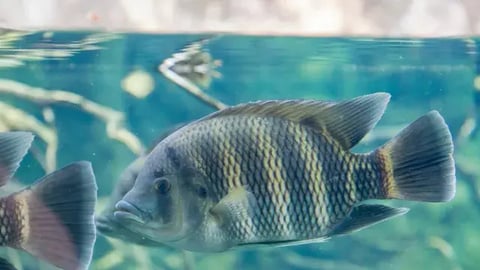 ocean-future-science-policy